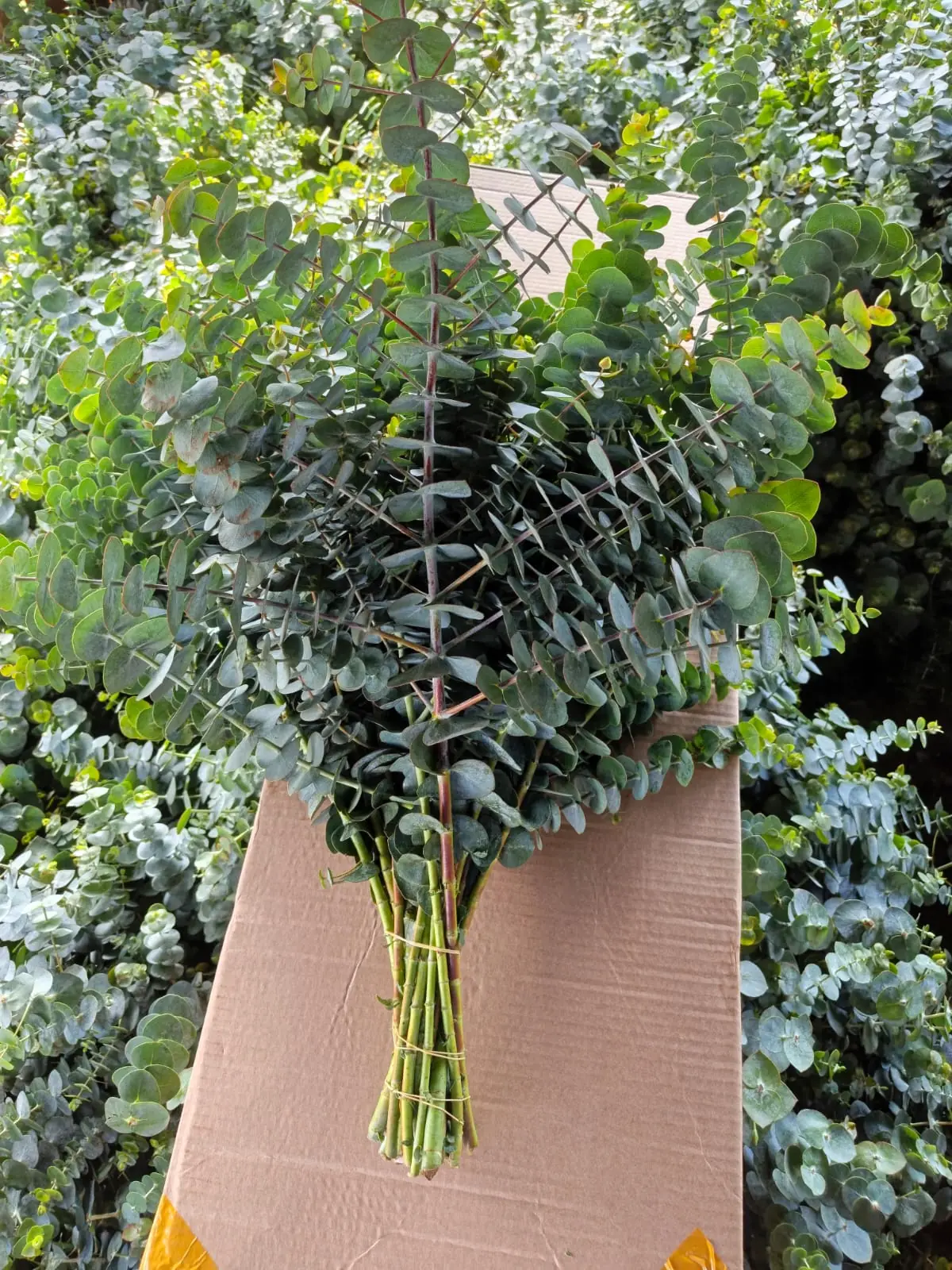 A tied bunch of eucalyptus resting on card, its stems trimmed level across the base.