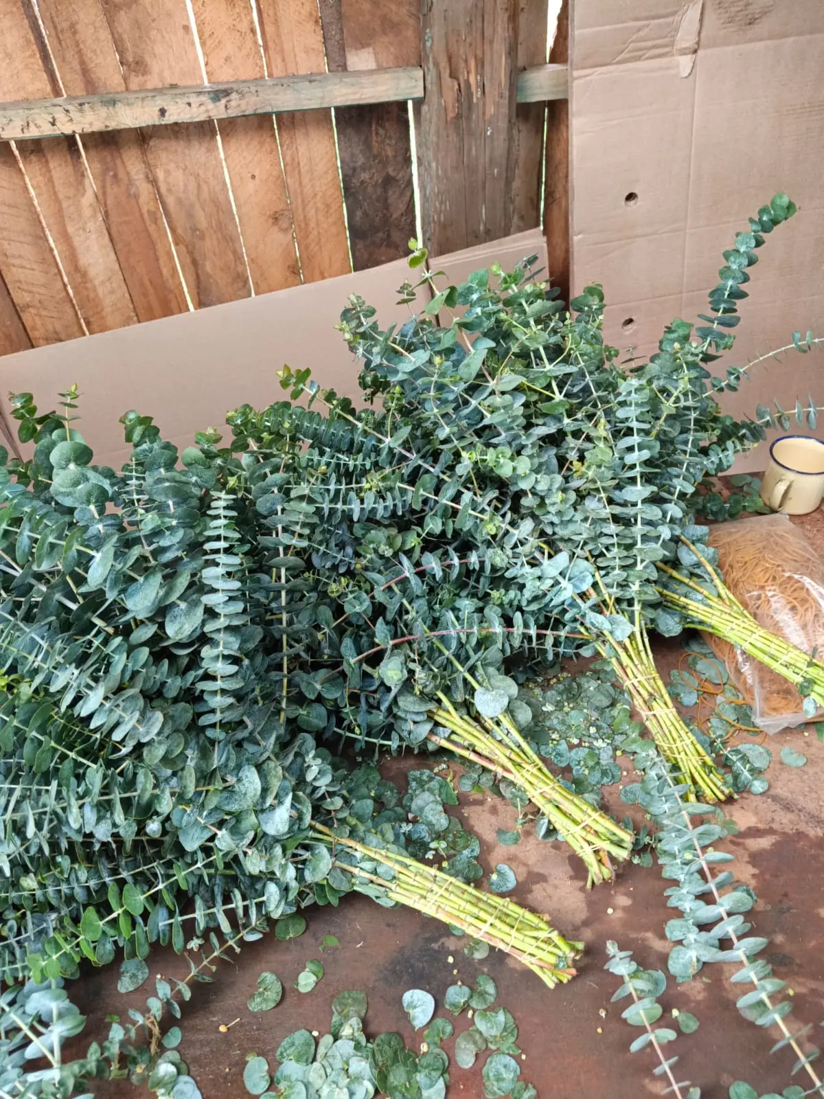 Freshly cut eucalyptus stems laid against a timber wall, cut ends turned to face the same way.