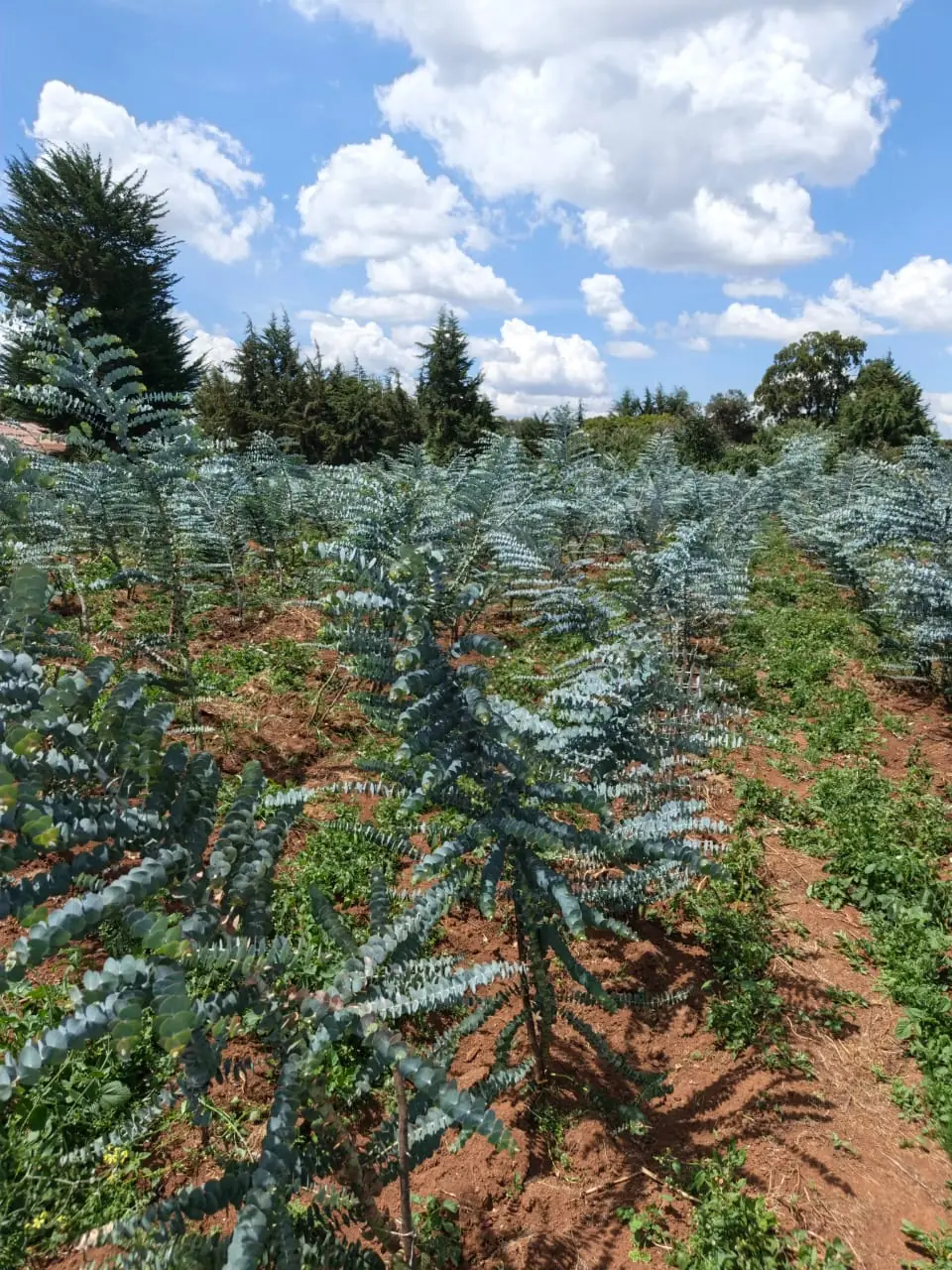 Rows of young Baby Blue eucalyptus in red-soil field beds on the Rasko Sweet Scent plantation, with cypress trees behind.